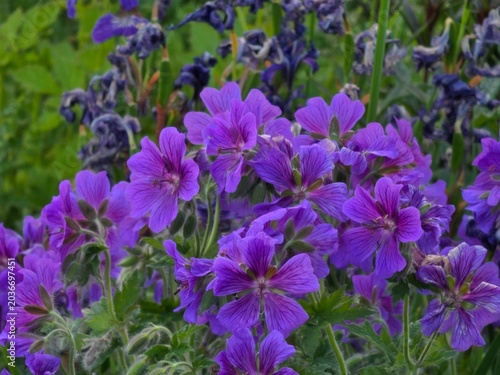  fleurs
