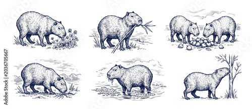 Bild auf Leinwand Capybara vintage engraving sketch collection of wild rodents grazing, eating bamboo or apples, and wading in water in a retro hand-drawn ink drawing style, ideal for nature graphic design projects