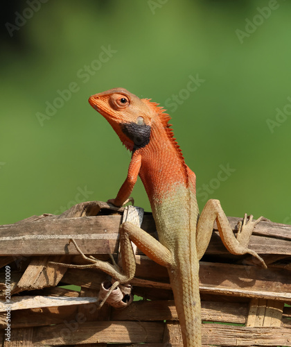 Close-up of a vibrant orange oriental garden lizard.