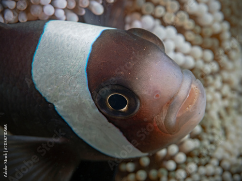 Saddleback Anemonefish - Amphiprion polymnus - Sattelfleck Anemonenfisch