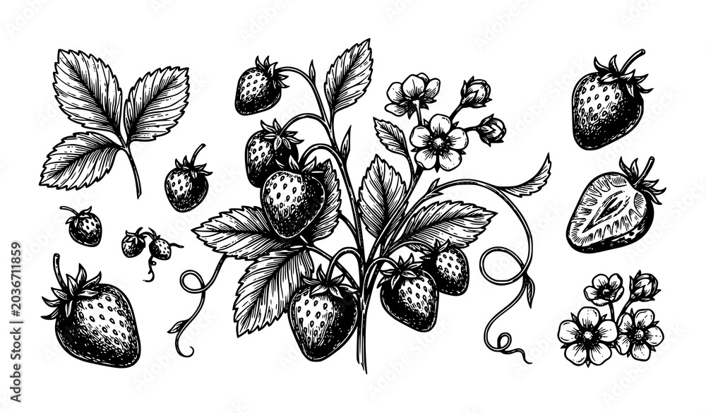 Fototapeta premium Hand Drawn Strawberry Plant and Berry Botanical Vintage Vector Illustration