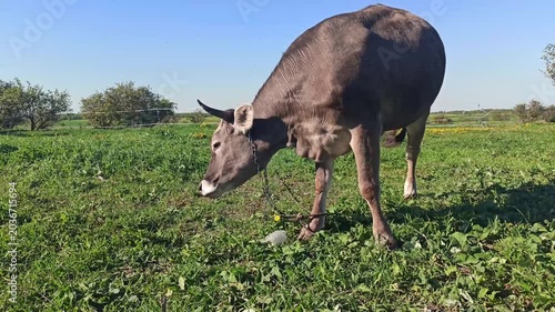 beautiful swiss cow grazing at pasture