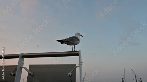 A seagull perched on a ship deck