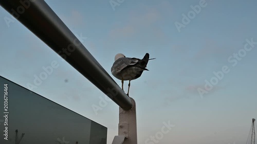A seagull perched on a ship deck