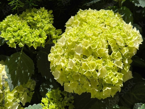 Foto Hydrangea hortensia light green bloom