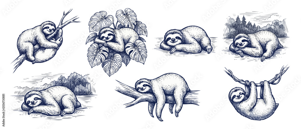 Fototapeta premium Sloth sketch illustration hand drawn set of cute lazy sloths sleeping and hanging on tree branches with tropical monstera leaves, vintage engraving style drawings isolated on white background.