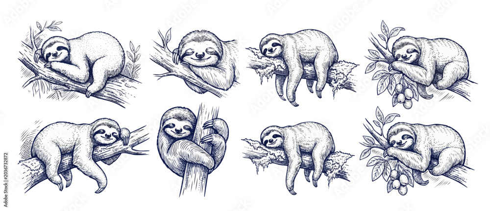 Fototapeta premium Sloth illustration set hand drawn engraving style sleeping lazy animal climbs tree branch sketch drawing line art collection isolated elements for vintage design poster pattern logo. Hand-crafted vect