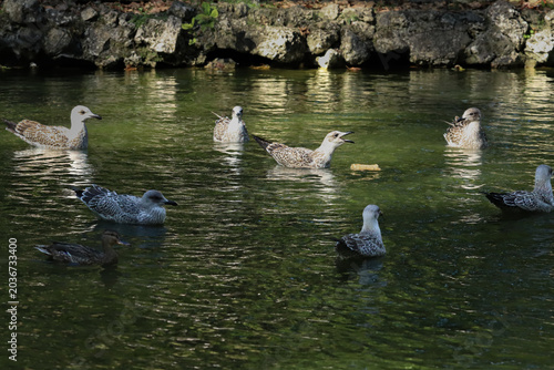Photos A dramatic scene of seagulls forming a circle in a lake, surrounding a dominant gull shouting with an open beak to defend its food, while a curious brown duck swims by