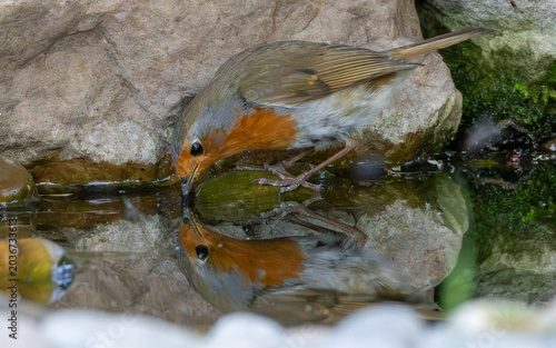 Reflection image of a robin drinking water from a rocky pool.