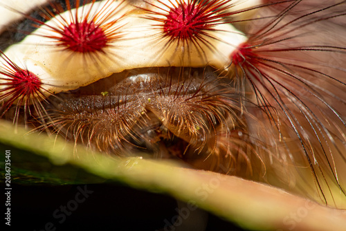 Fire caterpillar (Megalopyge lanata), a beautiful fire caterpillar with its lovely colors in its natural habitat in Brazil, macro photo, selective focus.