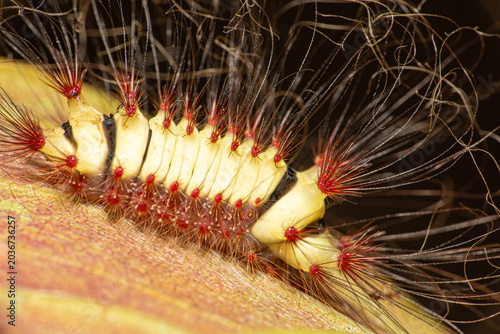 Fire caterpillar (Megalopyge lanata), a beautiful fire caterpillar with its lovely colors in its natural habitat in Brazil, macro photo, selective focus.