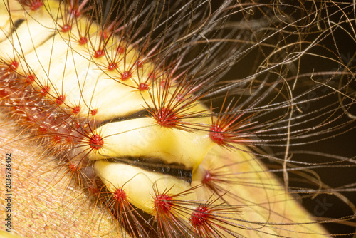 Fire caterpillar (Megalopyge lanata), a beautiful fire caterpillar with its lovely colors in its natural habitat in Brazil, macro photo, selective focus.