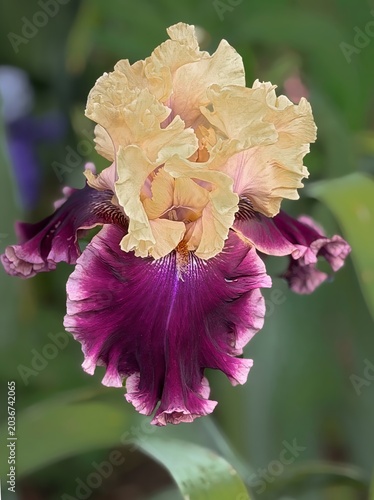 A marron and cream Bearded Iris blooming in a garden near Salem Oregon