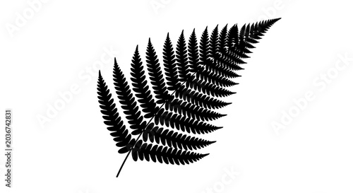 Photos Fern frond silhouette against a white background botanical illustration
