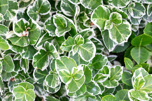 Green leaves background of Fortune'a 