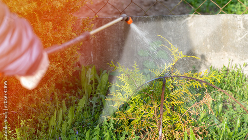 Hand sprays water onto garden plants. Mist hits a green shrub. Sunlight glows softly on the scene. Person waters outdoor shrubs. Focus shows garden care