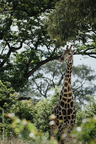 giraffe in mopani and leadwood forest 