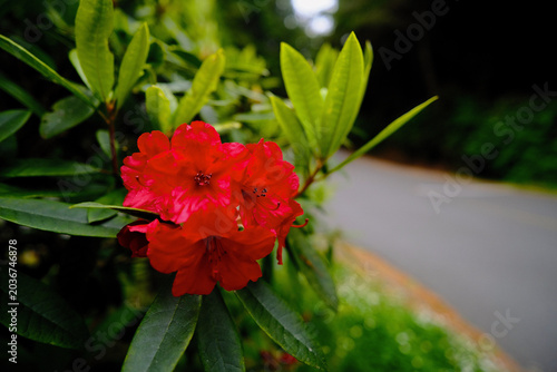 Beautiful azalea along the forest road in Oregon