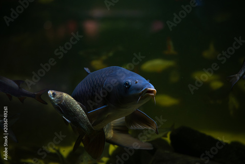 Nice big carp fish in lake close up 