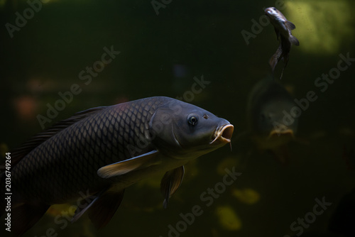 Nice big carp fish in lake close up 