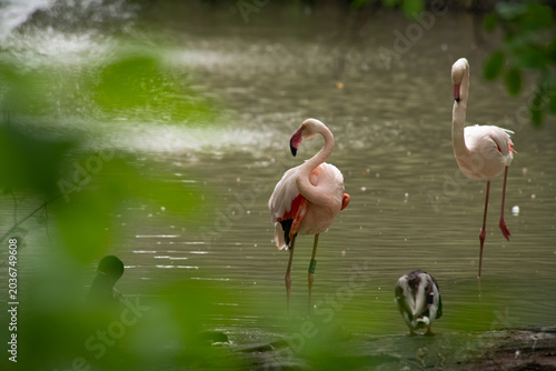 Nice close up portrait of pink flamingo bird