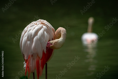 Nice close up portrait of pink flamingo bird