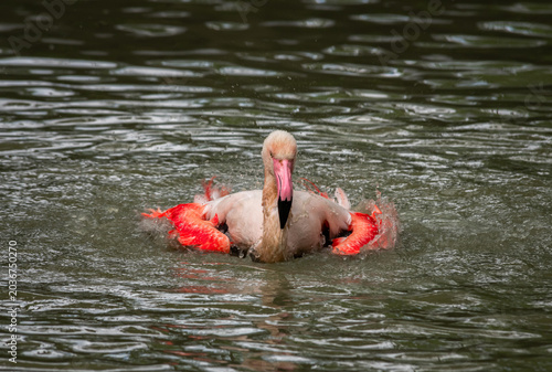 Nice close up portrait of pink flamingo bird