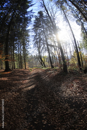 Foto Czech republic forest in autumn wide angle lens