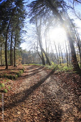 Tableau sur toile Czech republic forest in autumn wide angle lens