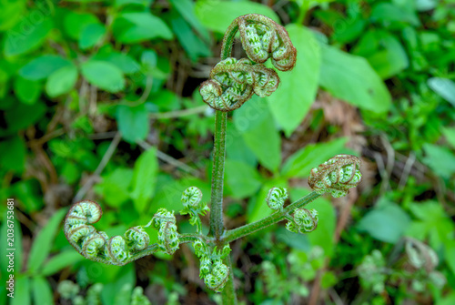 Konstfotografi Bracken Fern fiddlehead (Pteridium aquilinum) in Ponderosa State Park, Idaho