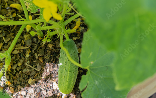 Cucumber growing on the vine