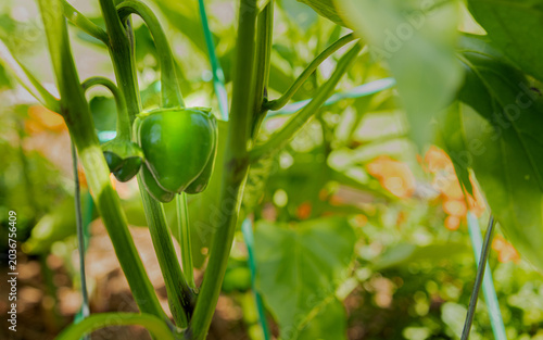 Freshly grown green Bell Peppers 0n the vine 