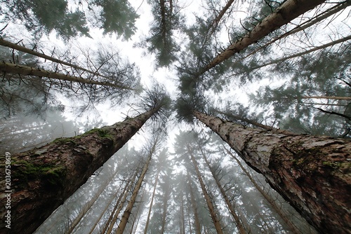 A captivating low-angle shot of towering trees reaching towards the sky in a misty forest, creating a serene atmosphere.
