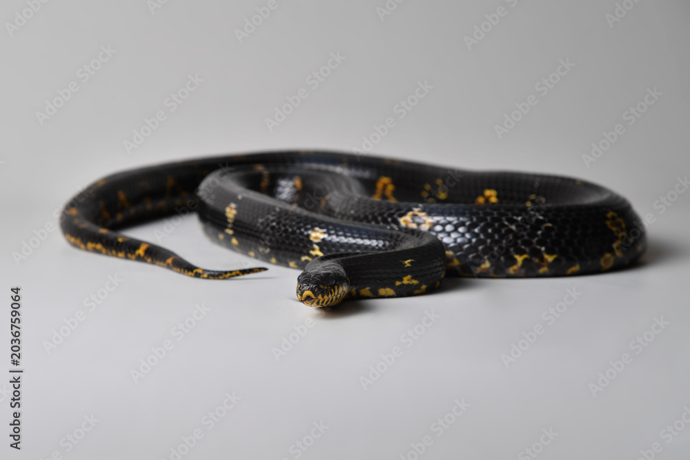 Fototapeta premium serpent