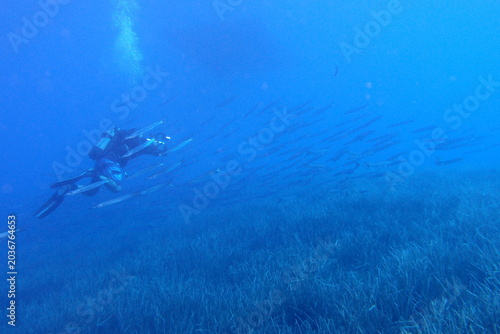 scuba diver filming underwater seagrass and fish taking photos