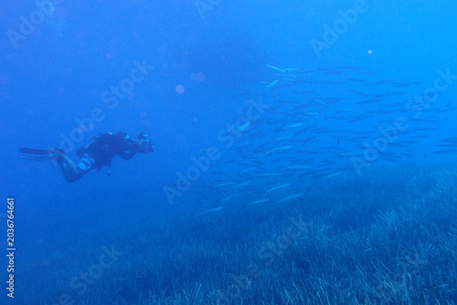 Foto scuba diver filming underwater seagrass and fish taking photos