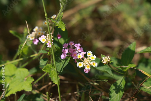 single lantana or tickberry or Ari poo in the morning sun light. putus flower on the plant