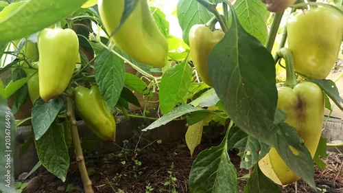 green pepper growthing in green house. close up