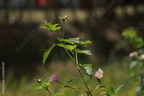 single lantana or tickberry or Ari poo in the morning sun light. putus flower on the plant