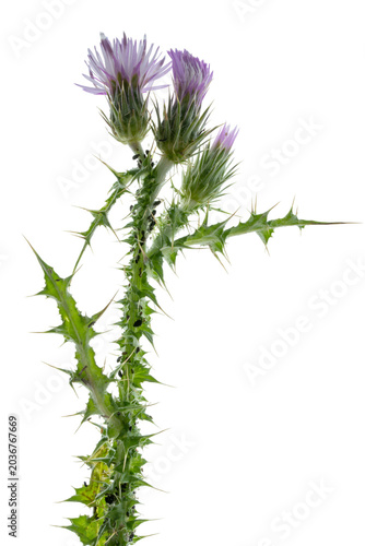 Green spiky thistle stem showing delicate purple flowers, isolated with a transparent background