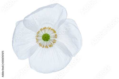 Foto White poppy flower presenting translucent petals and delicate stamens