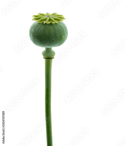 Konstfotografi Unripe opium poppy seed pod with stem isolated on transparent background