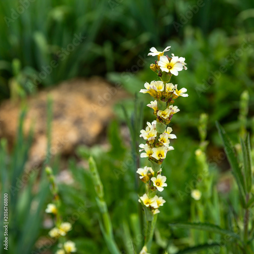 Billede på lærred A close-up shot of a narrow-leaved sisyrinchium wildflower growing vertically in a lush green garden field