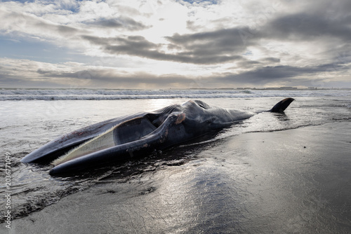 Beached while on black sand beach in Iceland