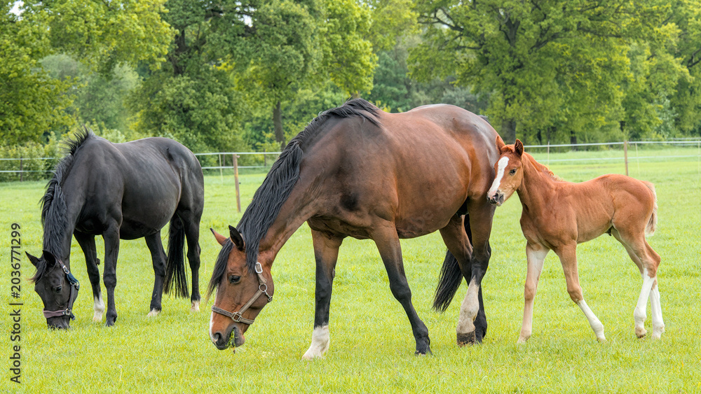 Obraz premium A crossbread mare with her cute little foal togerther in the meadow