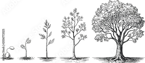 Fotografie Tree growth stages, vector illustration, black and white, tree development, plan