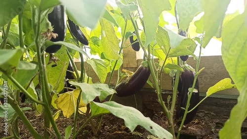 ripe eggplants growing in green house. close up