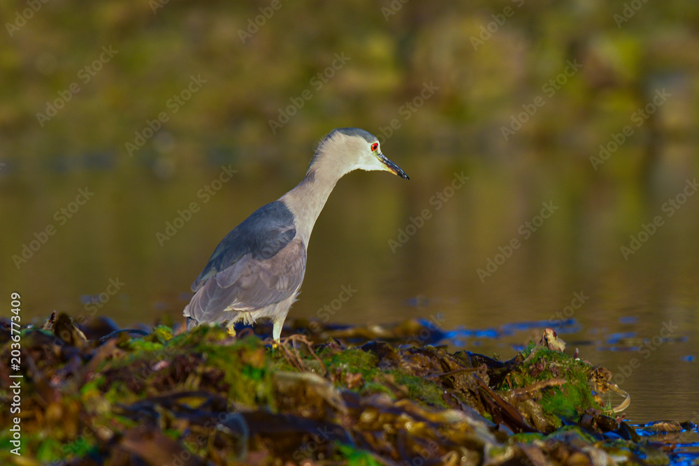 Fototapeta premium Black crowned Night heron,Nycticorax nycticorax , in intertidal environment, Puerto Deseado Santa Cruz, Patagonia, Argentina.