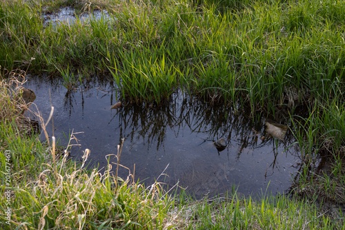 Fotografie A close-up view of a small, swampy puddle reflecting the sky, surrounded by young green grass in the wilderness of the Russian Far North during the spring thaw