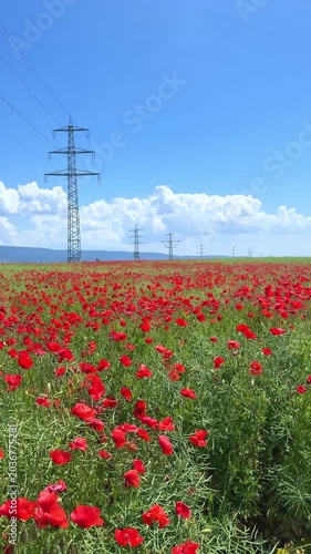 Beautiful vibrant red poppy field with power lines and electricity pylons under a cloudy sky, vertical video